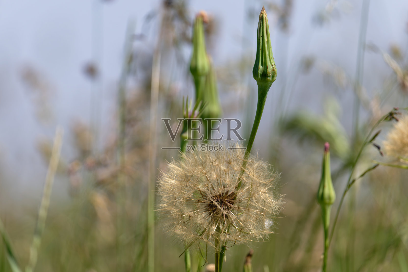 沙参 (Tragopogon porrifolius)照片摄影图片