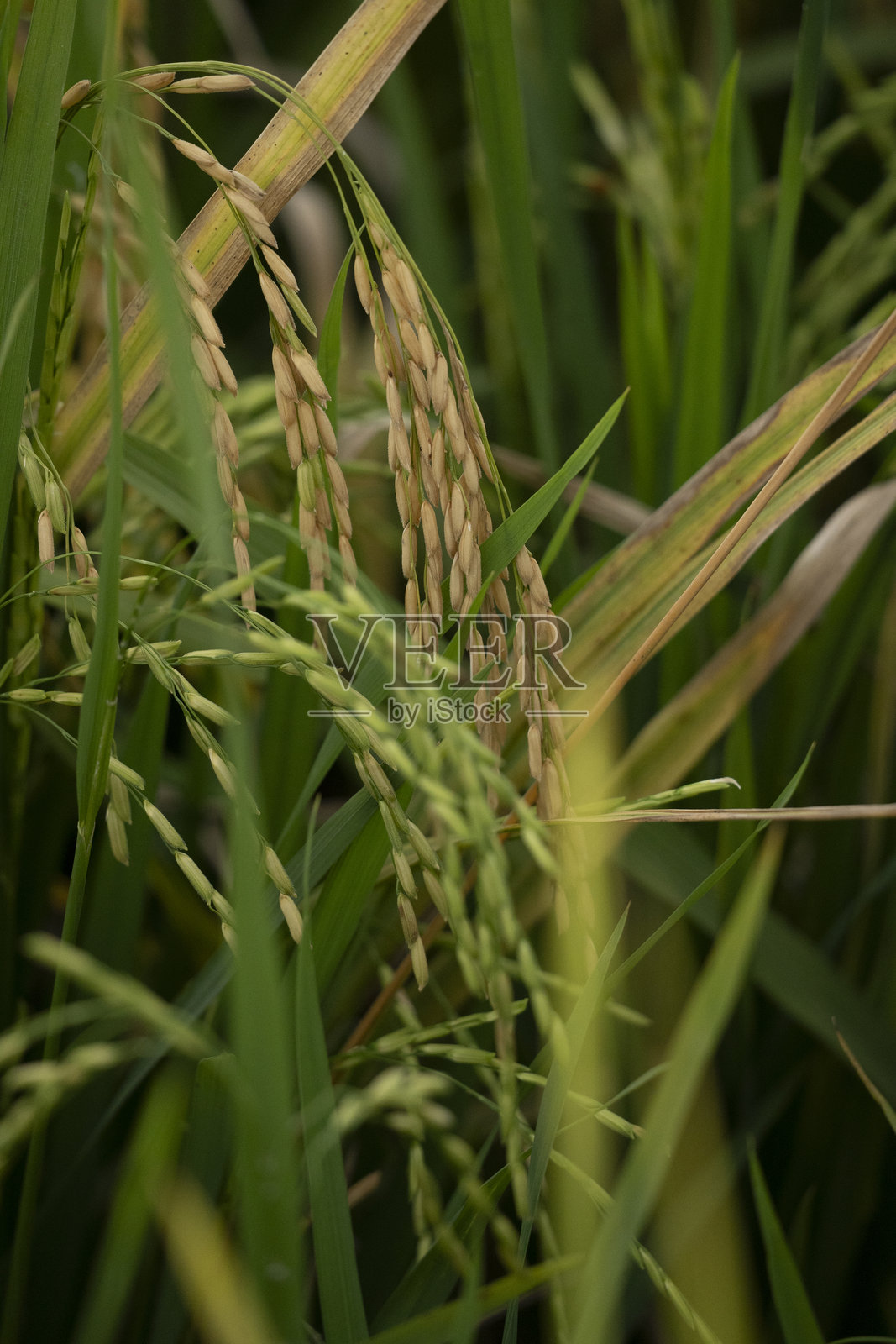 米饭照片摄影图片