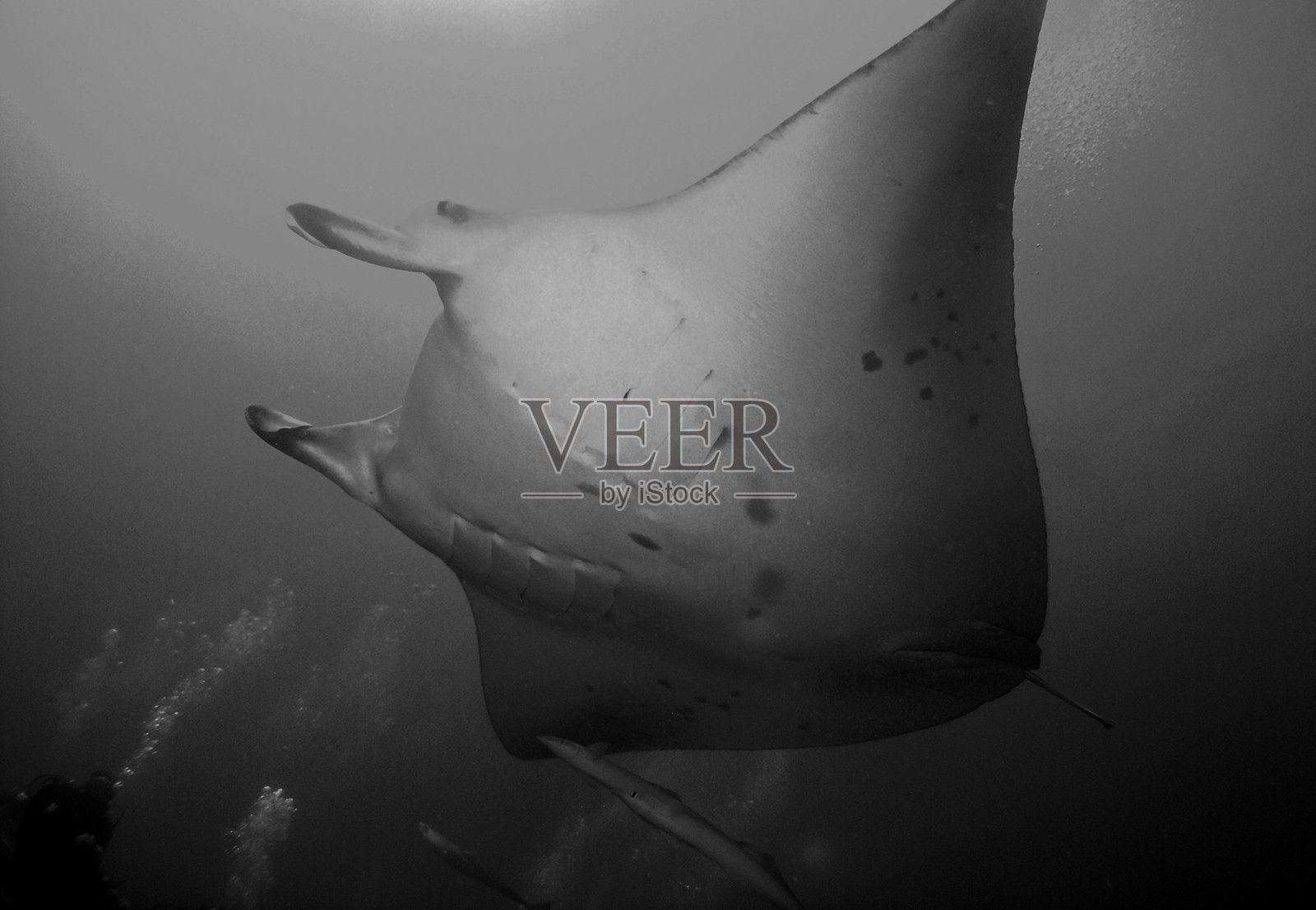 阿拉伯海的魔鬼鱼,马尔代夫巴环礁照片摄影图片