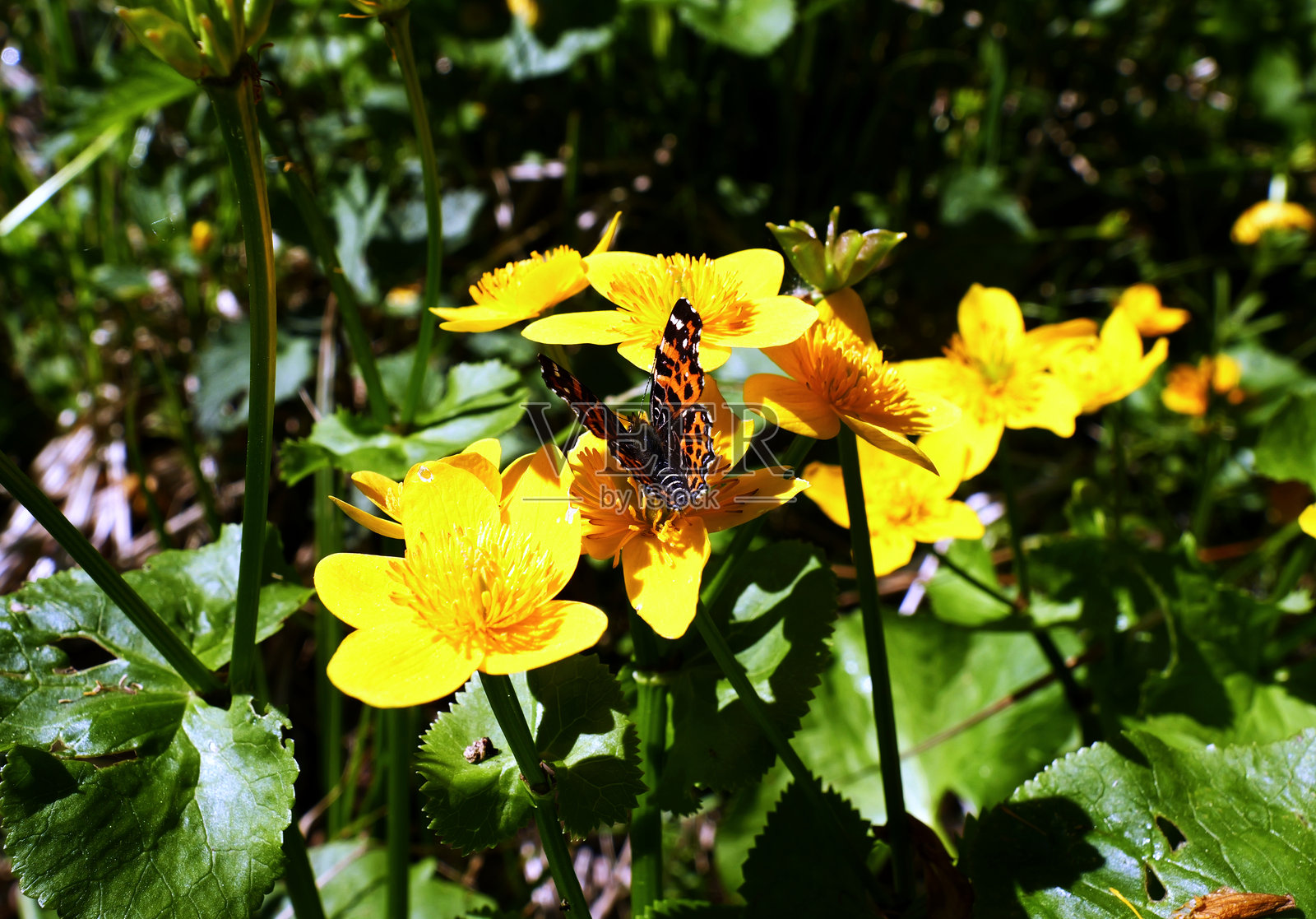 春季世代的阿拉斯基尼亚·莱瓦纳在花朵上,水边金盏花,水边金盏花照片摄影图片