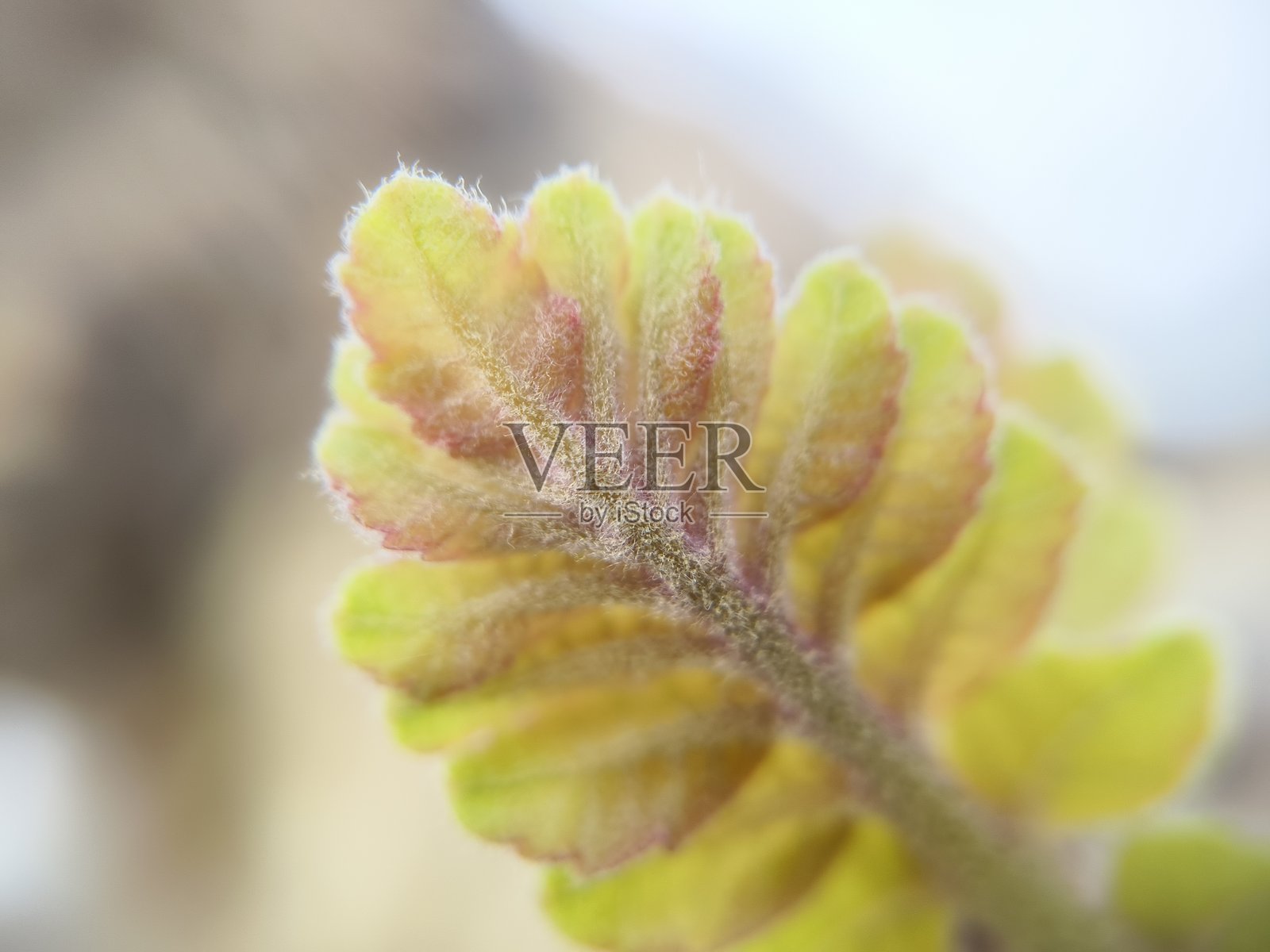 新鲜的乳香树叶,印度乳香照片摄影图片