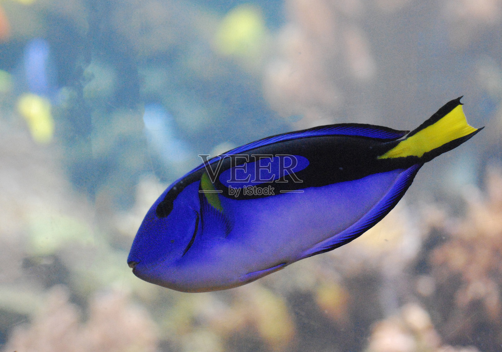 色彩鲜艳的蓝唐鱼照片摄影图片