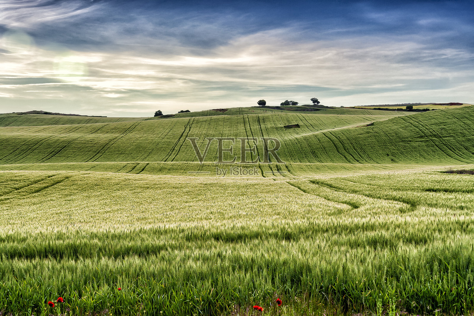 在田野里滚动照片摄影图片
