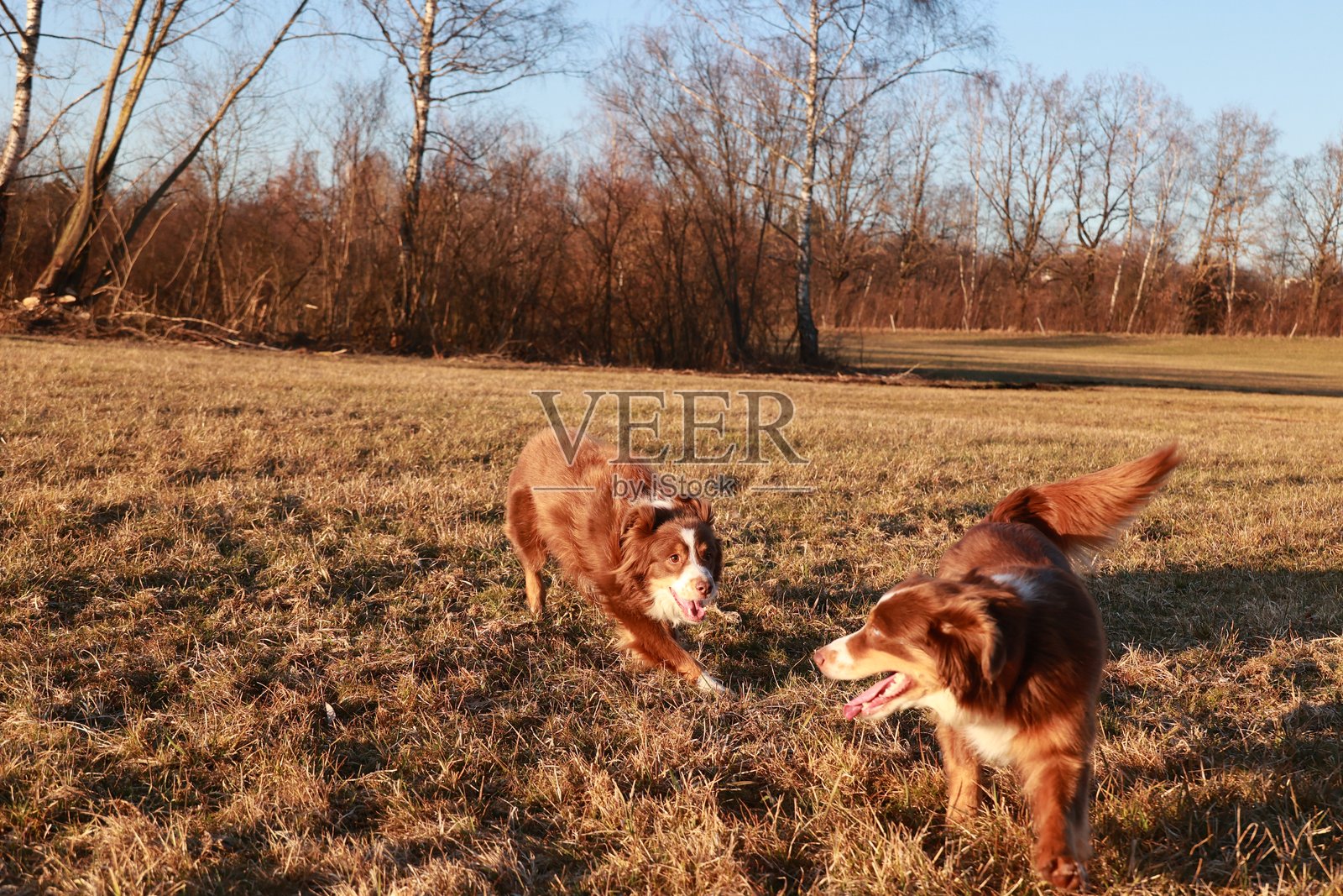 两只狗在田野里玩耍照片摄影图片