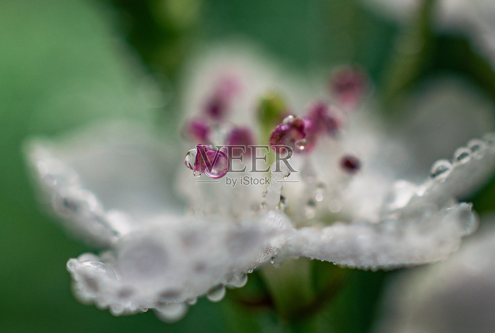 野花照片摄影图片