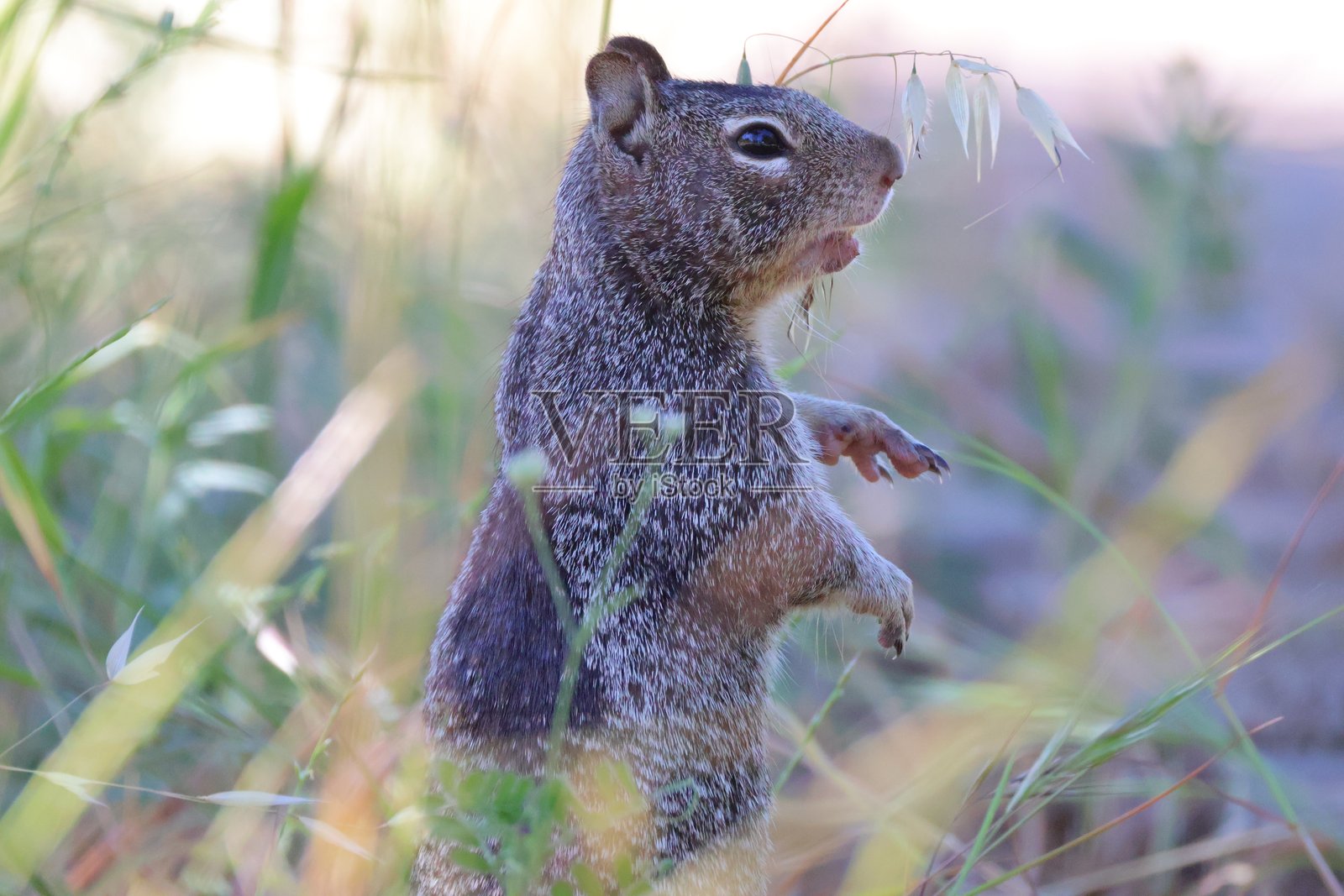 冻结照片摄影图片