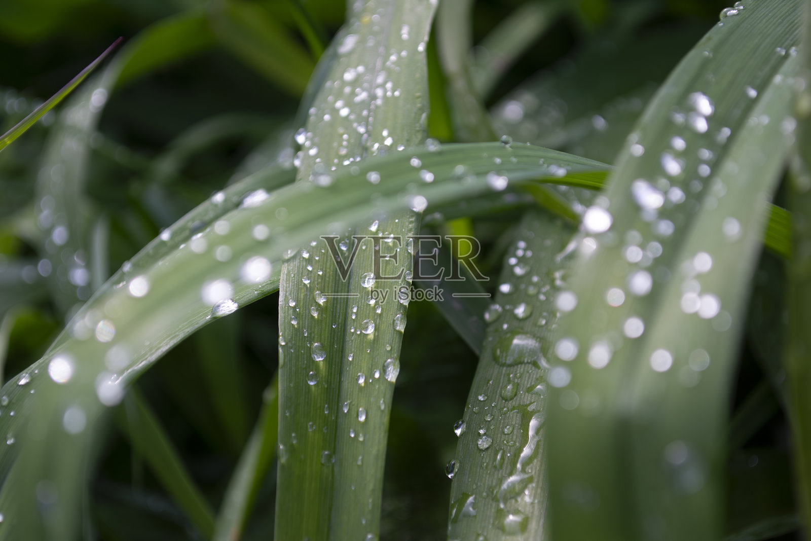 阳光下的露珠。草上的水滴。照片摄影图片