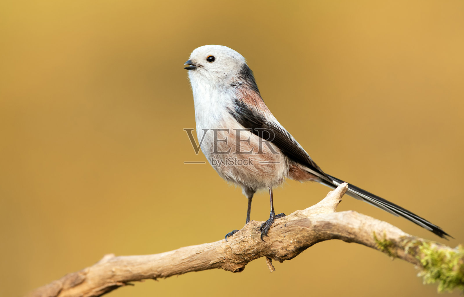 长尾山雀 (Aegithalos caudatus)照片摄影图片