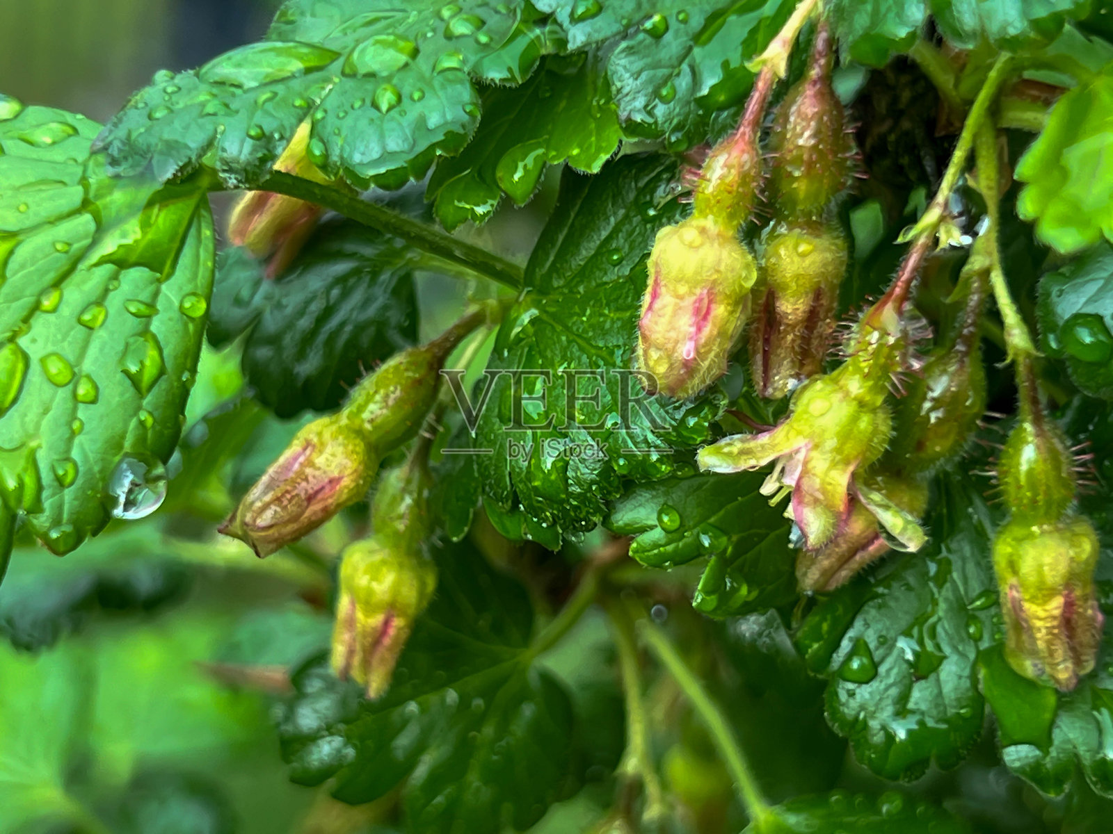 春雨和风暴过后,带有花朵残留的未成熟醋栗果实挂在树枝上。照片摄影图片