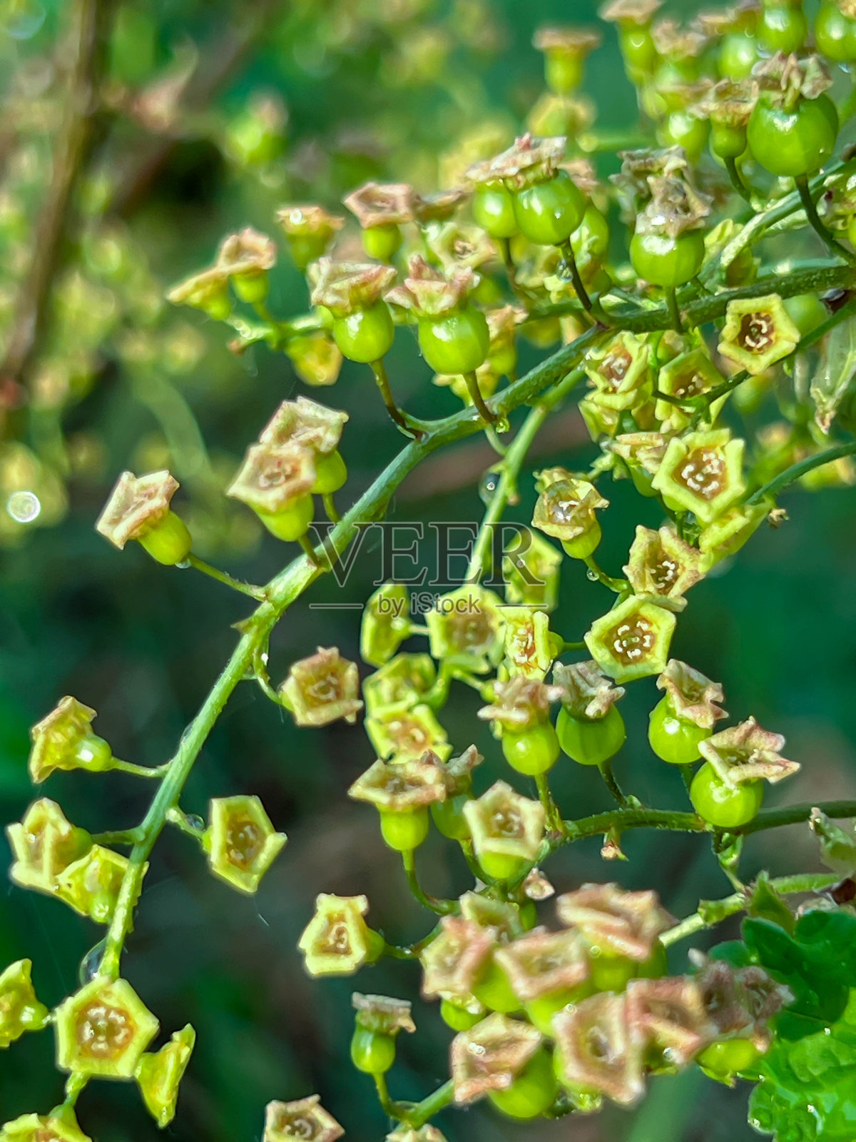 春雨过后的红醋栗枝条,开满花朵和新鲜的叶子。照片摄影图片