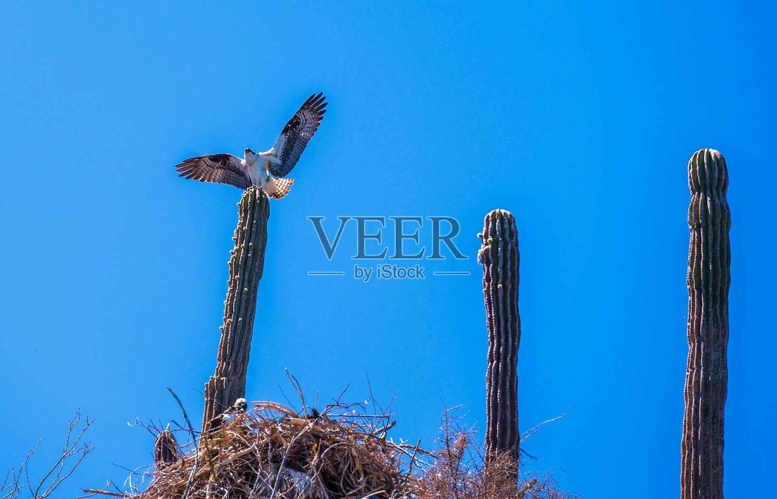 巴哈鸟类照片摄影图片