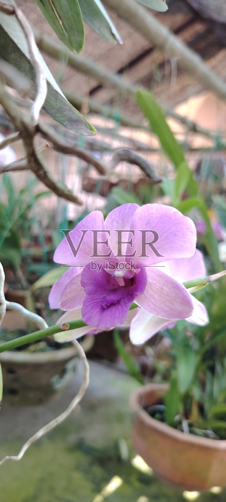 大戟兰照片摄影图片