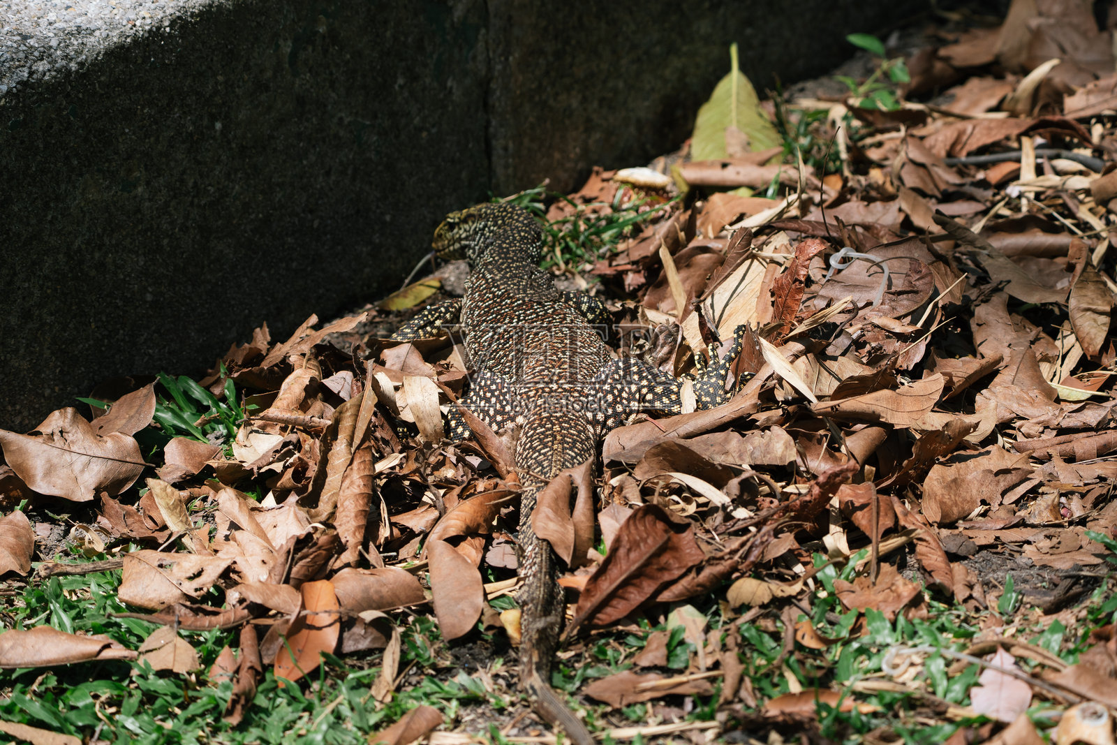 亚洲水巨蜥(Varanus salvator)在雨林中走在干枯的树叶上。照片摄影图片