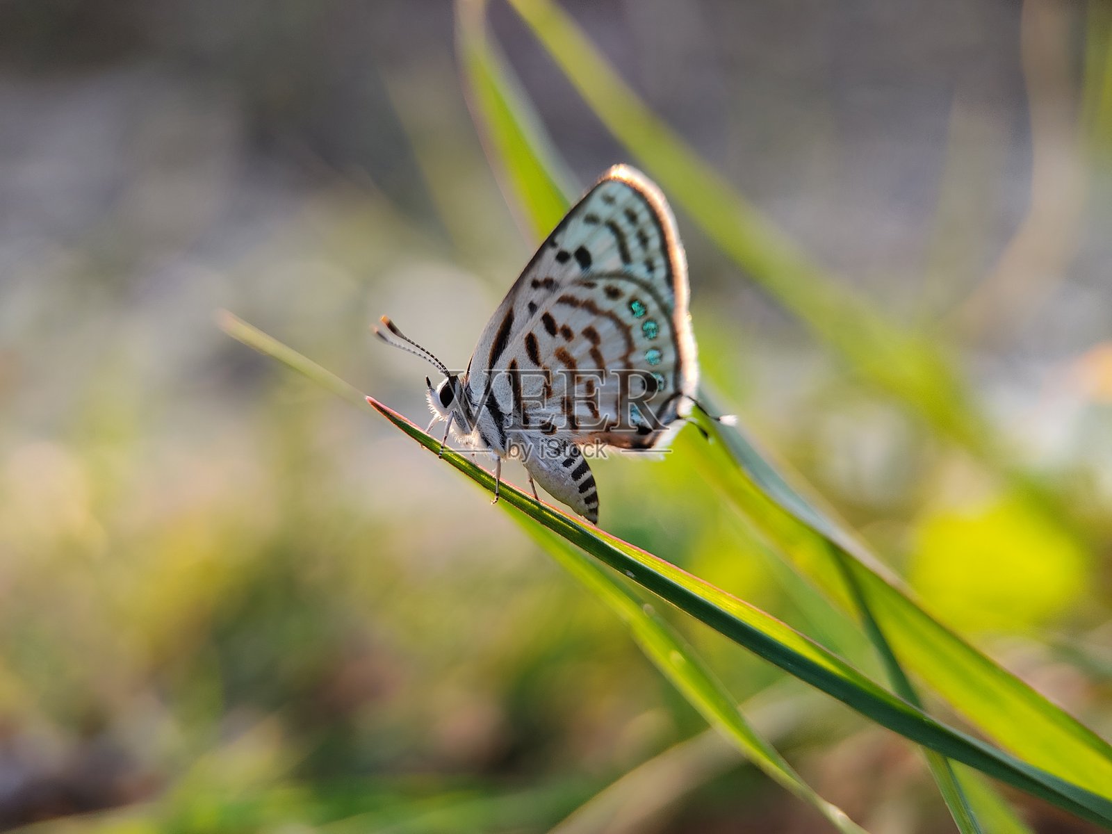 条纹小灰蝶 (Tarucus nara)照片摄影图片