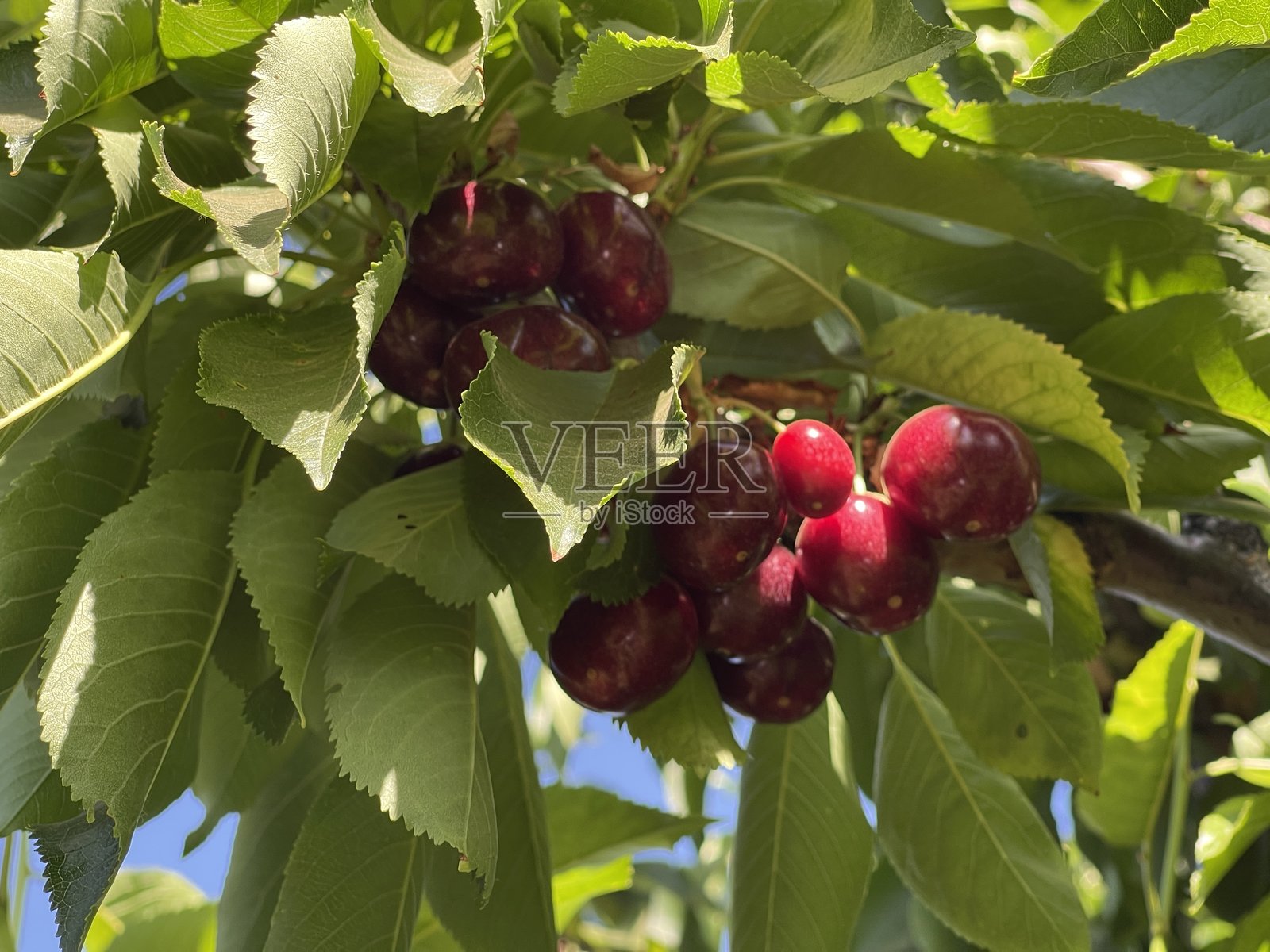 樱桃成熟了照片摄影图片
