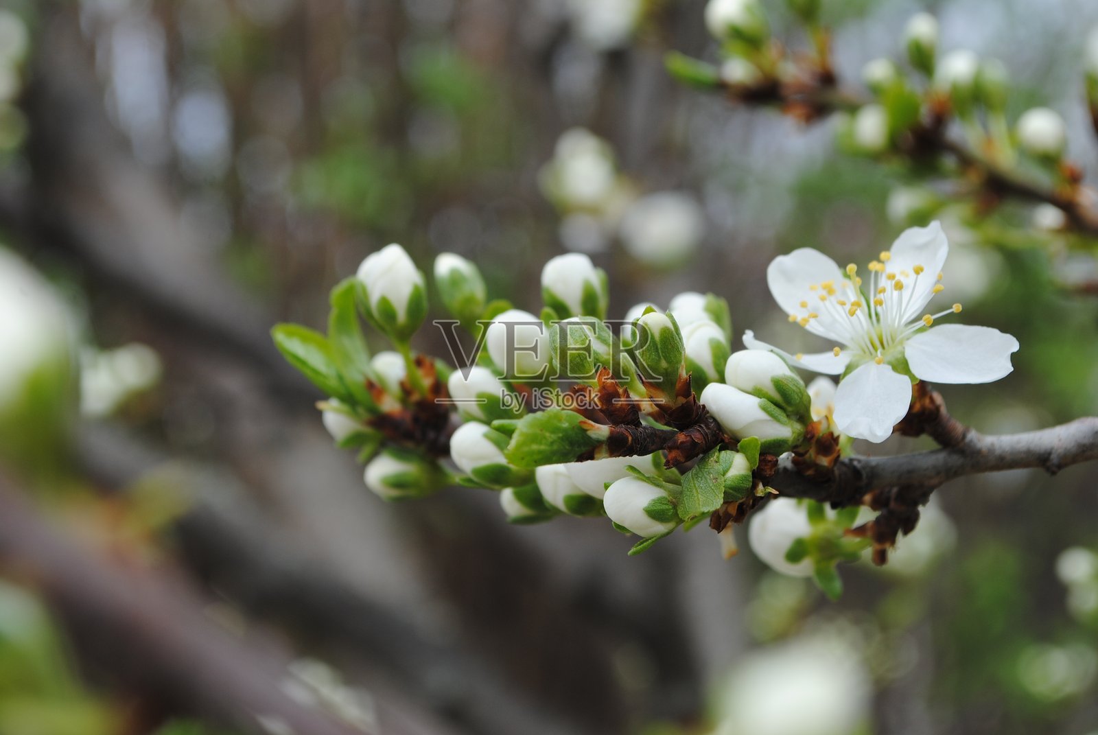 樱桃盛开照片摄影图片