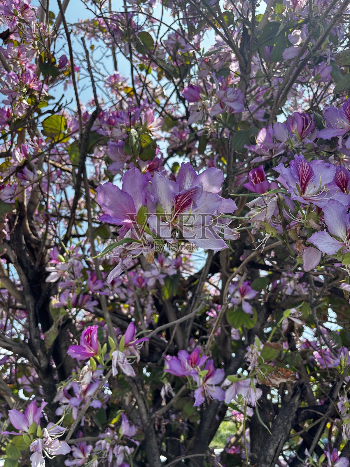 洋紫荆花的兰花树开满花朵照片摄影图片