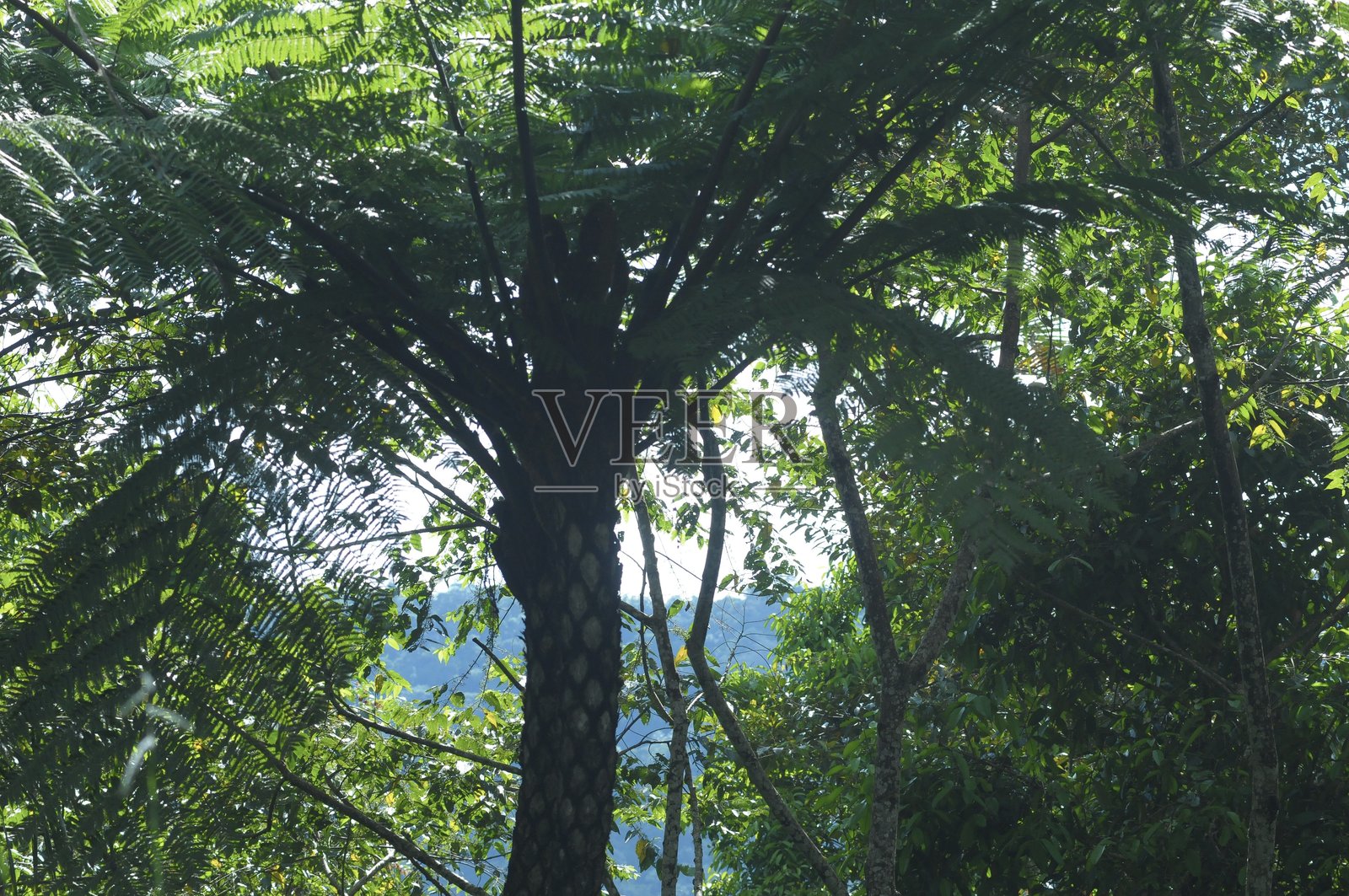 蕨树的肖像照片摄影图片