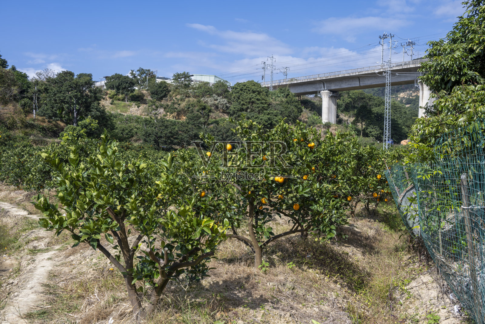 橘子园与山景照片摄影图片