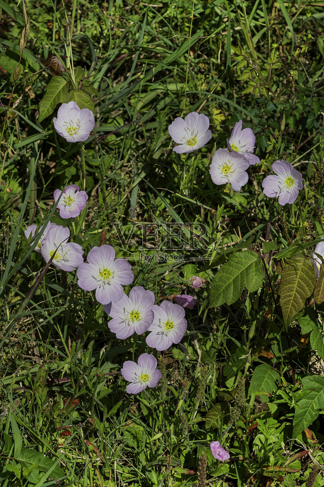 一簇粉色女士花(Oenothera speciosa)在德克萨斯州草地上盛开。俯视拍摄,展示了花朵的细节。照片摄影图片