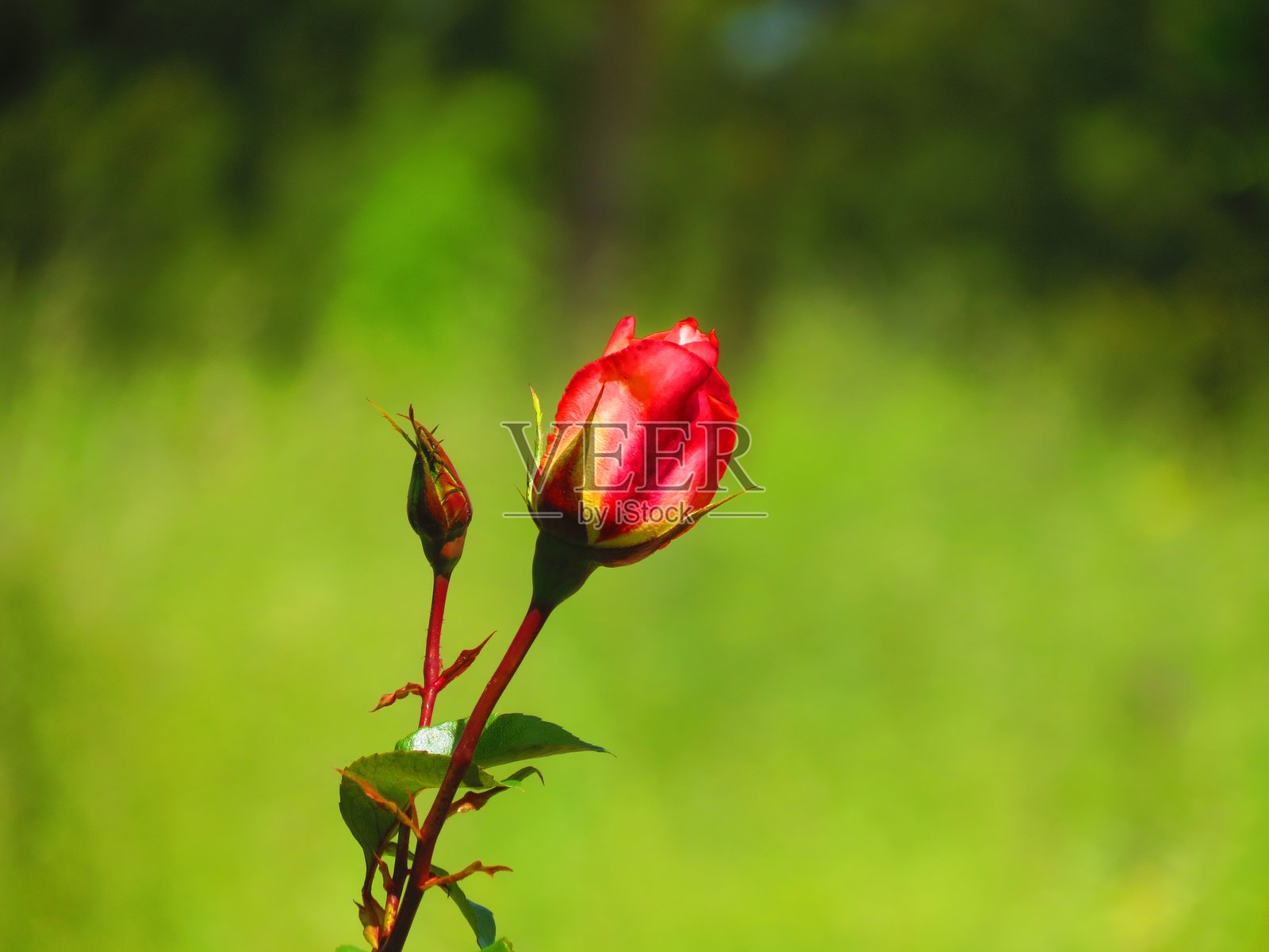 红玫瑰花照片摄影图片