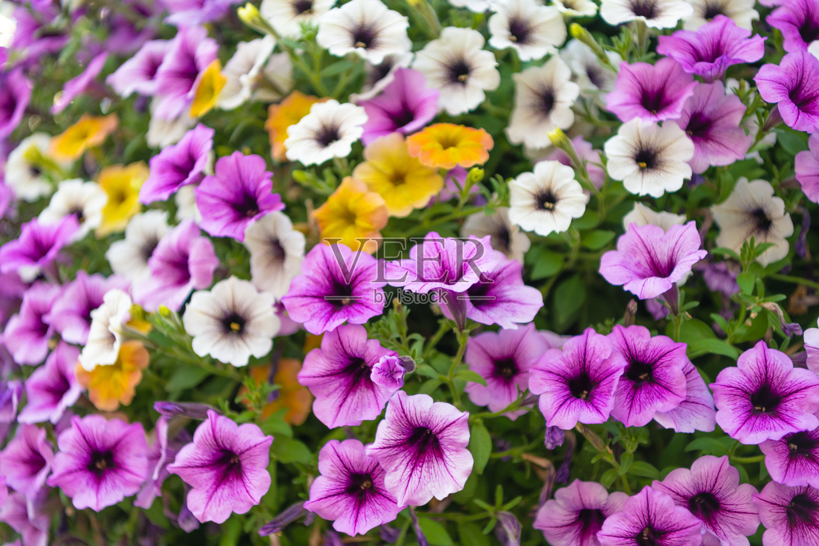 矮牵牛花。生机勃勃的矮牵牛花园花朵在生长。自然中的矮牵牛花。夏季自然。鲜艳的开花植物花序。矮牵牛花。开花背景。照片摄影图片