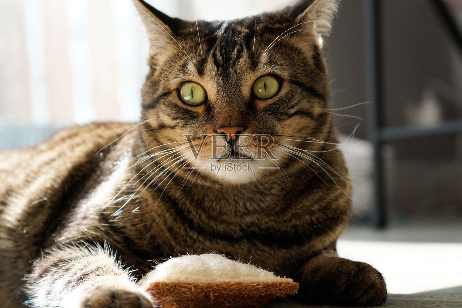 一只绿眼睛的虎斑猫在自然光下躺在地板上特写。照片摄影图片