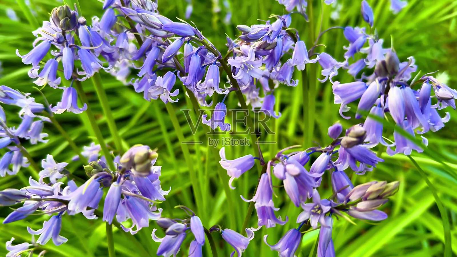 美丽的蓝钟花盛开,展现出它们鲜艳的色彩和花瓣。照片摄影图片