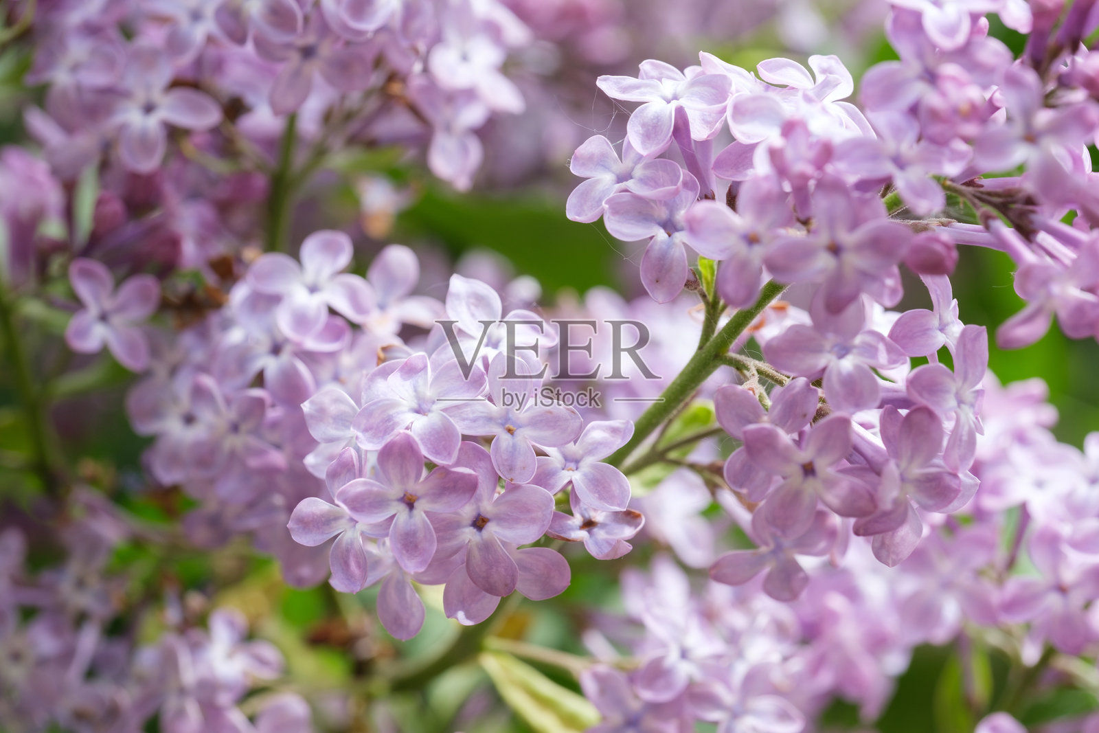 盛开的紫丁香花特写在一根枝条上照片摄影图片