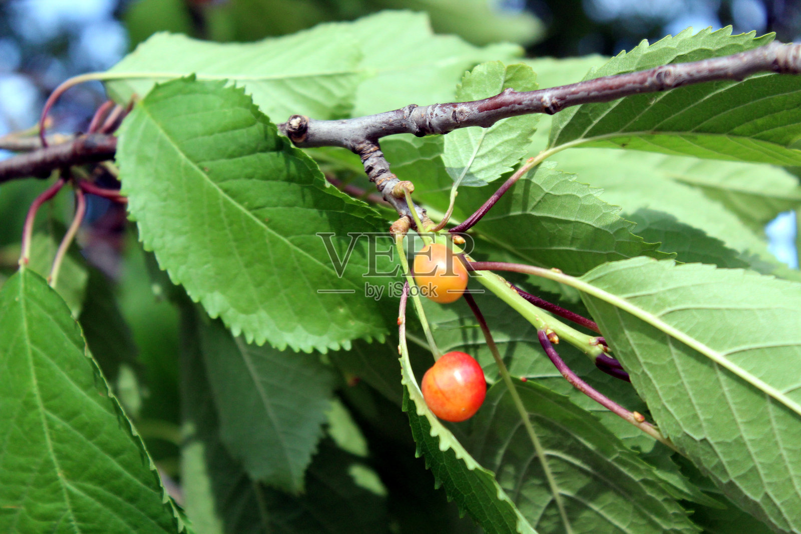 成熟的樱桃挂在果树枝上照片摄影图片