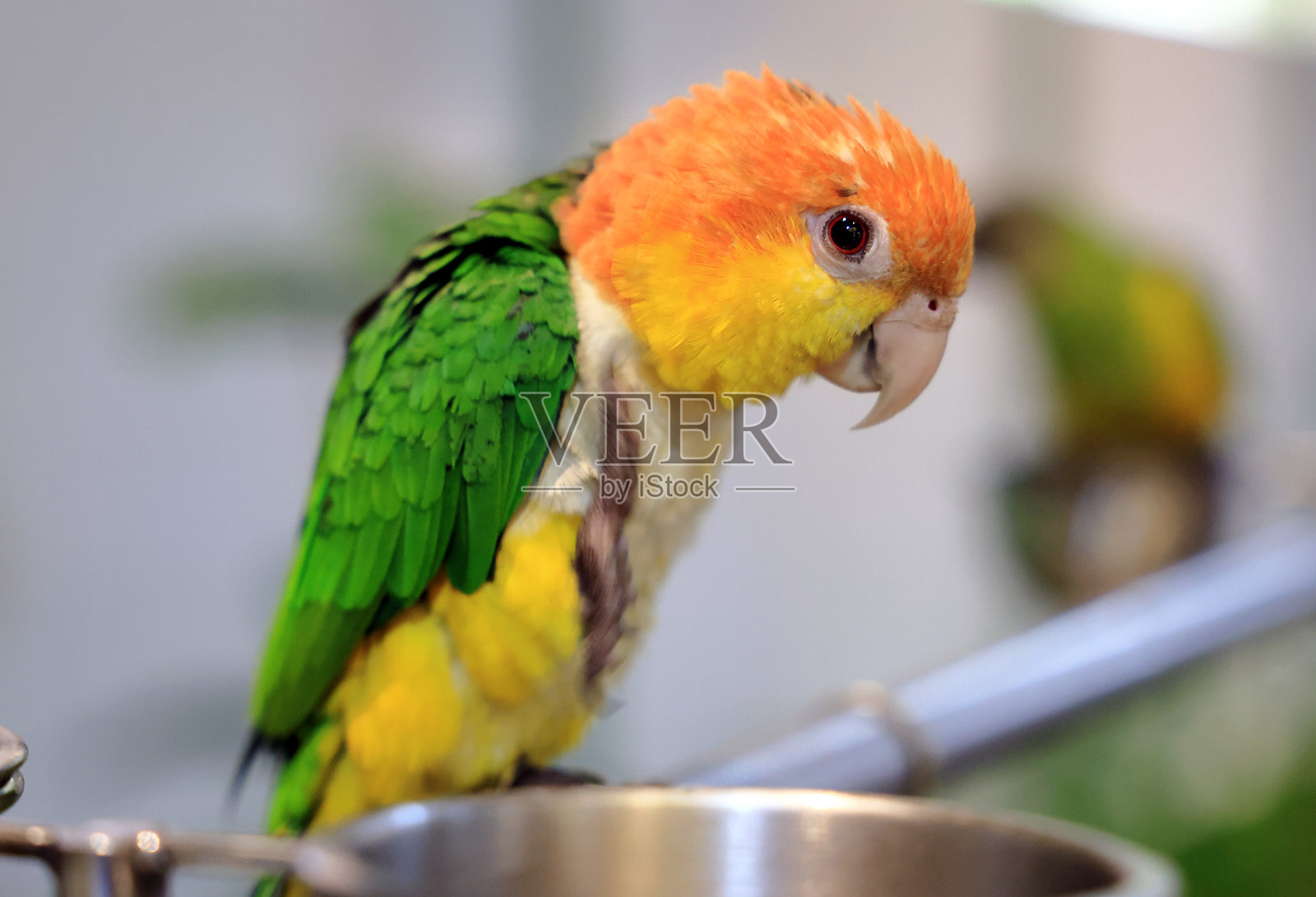 黄头亚马逊鹦鹉照片摄影图片