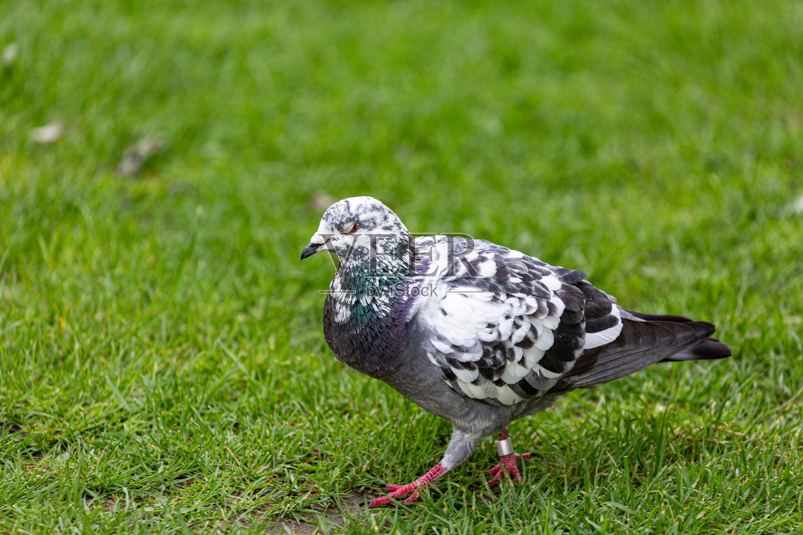 花园中草地上的鸽子照片摄影图片