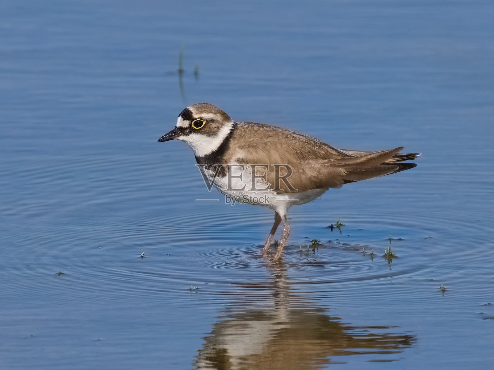 小环颈鸻 (Charadrius dubius)照片摄影图片