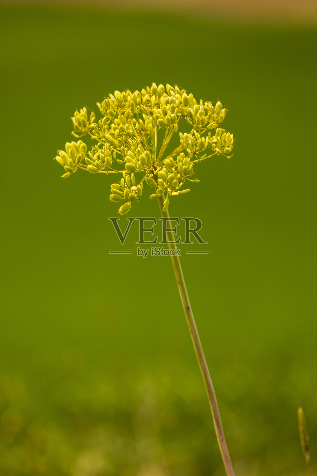 华盛顿东部,帕卢斯地区。油菜花、油菜田。十字花科植物。照片摄影图片