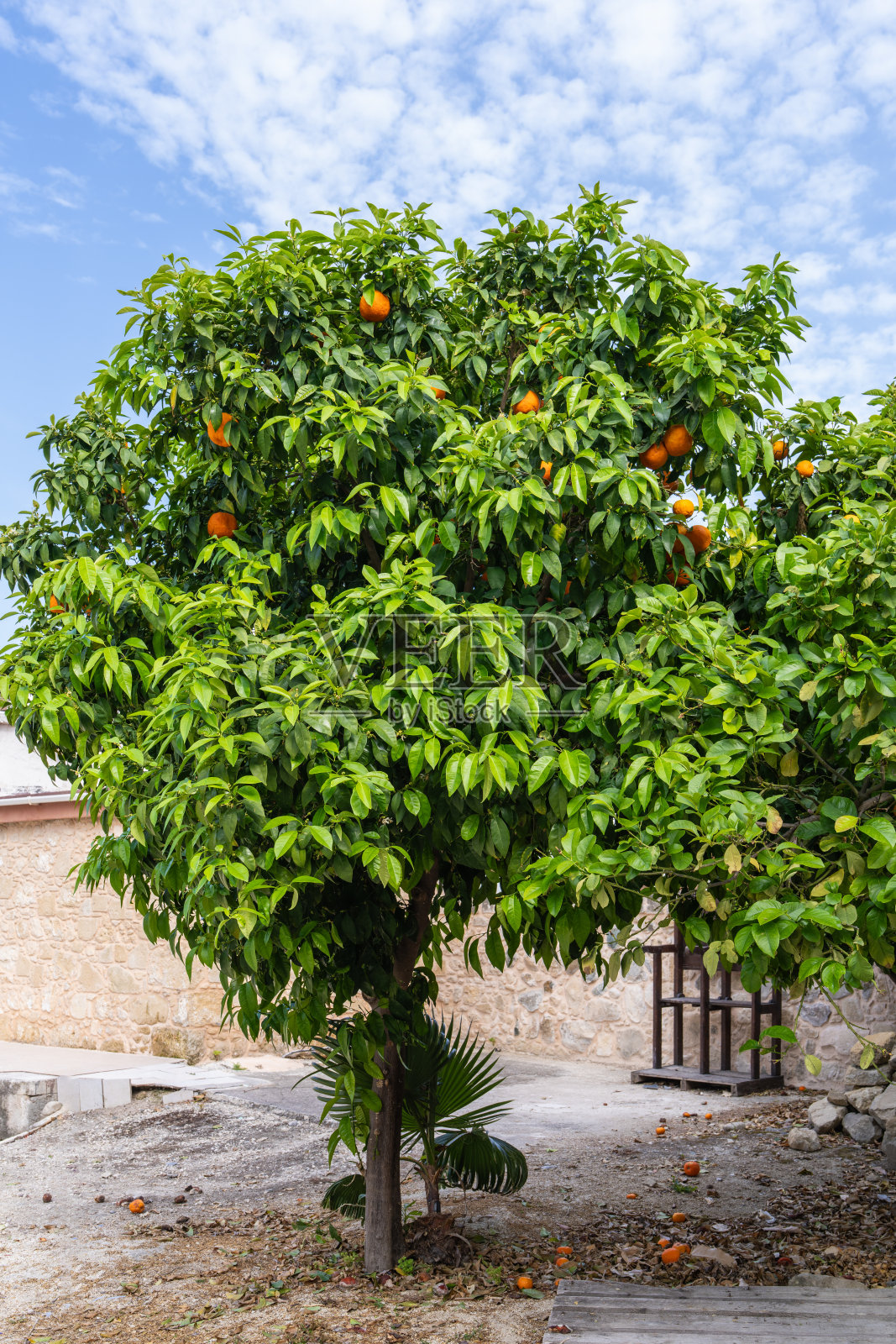 健康、成熟的橙子挂在明亮的柑橘园树上,象征着新鲜、农场到餐桌的营养和环保农业。照片摄影图片