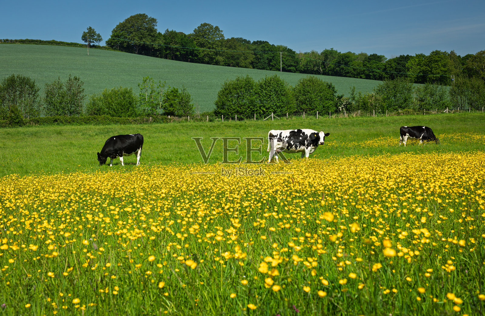 奶牛在五月的黄花菜中吃草照片摄影图片