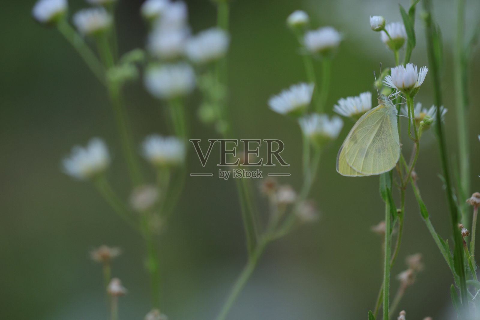 小白蝴蝶照片摄影图片