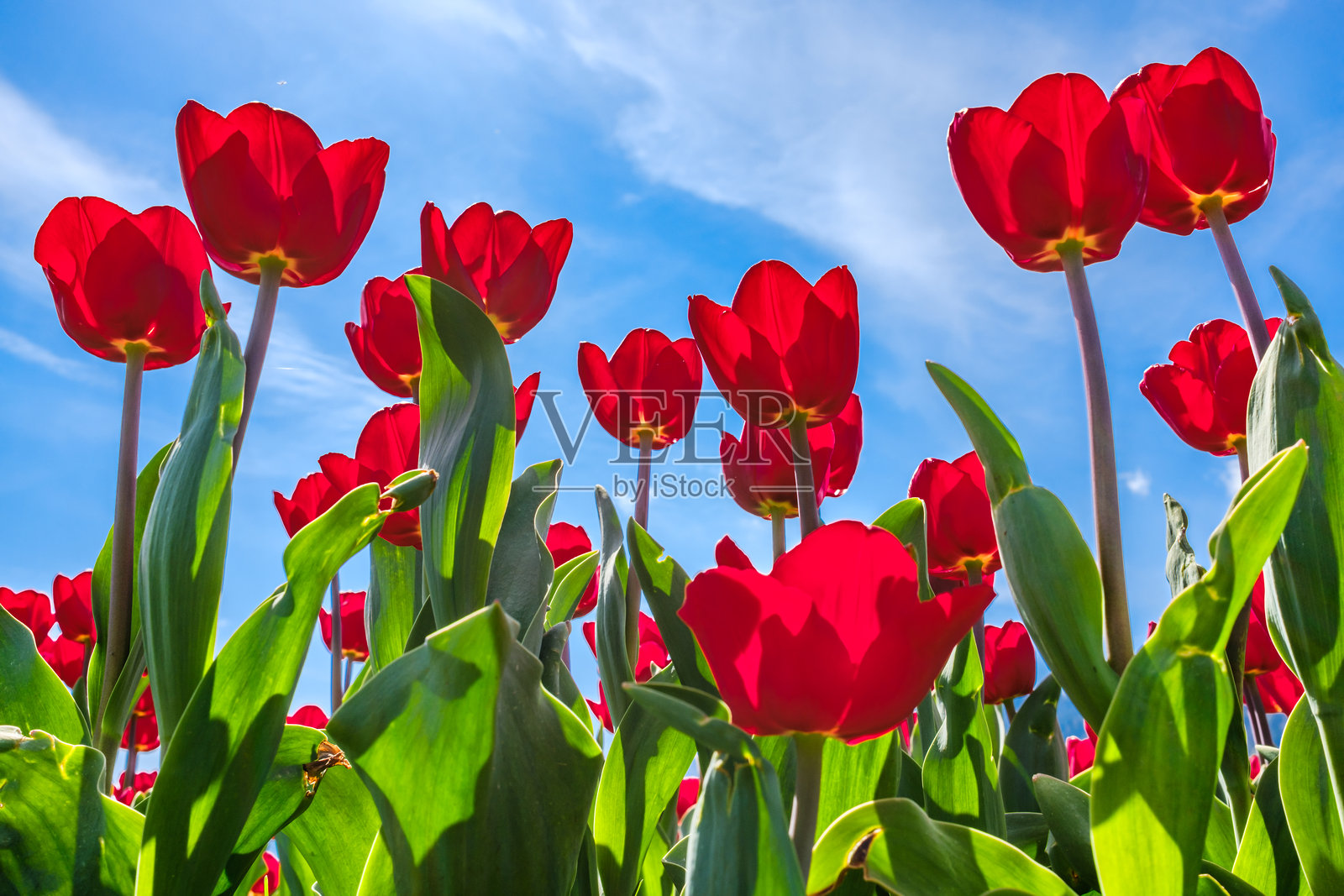 在春天绽放时,鲜艳的红色郁金香在明亮的蓝天中向阳光伸展照片摄影图片
