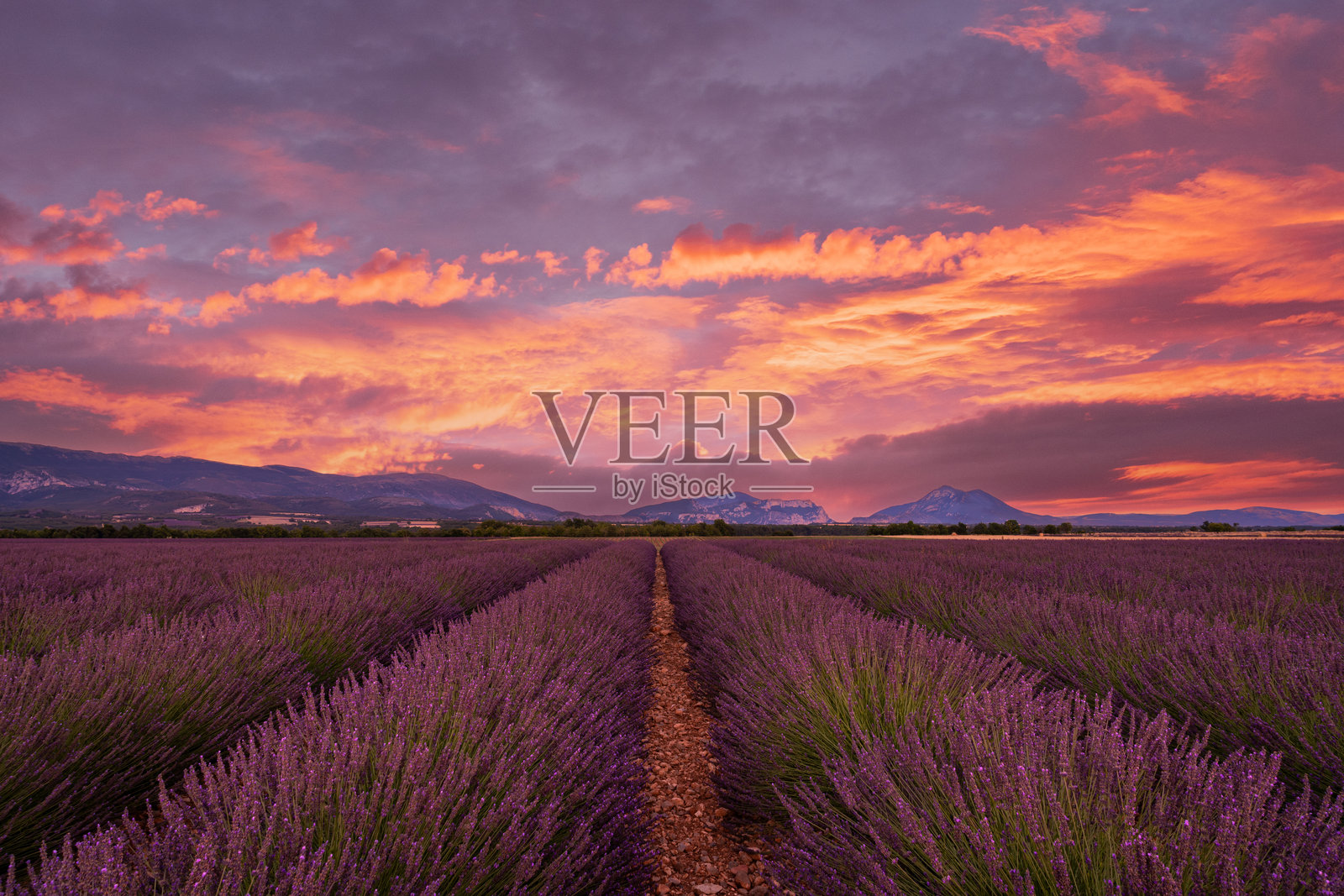 金色的日落在法国南部普罗旺斯的薰衣草田上燃烧,天空和大地被色彩与宁静完美地交织在一起。照片摄影图片