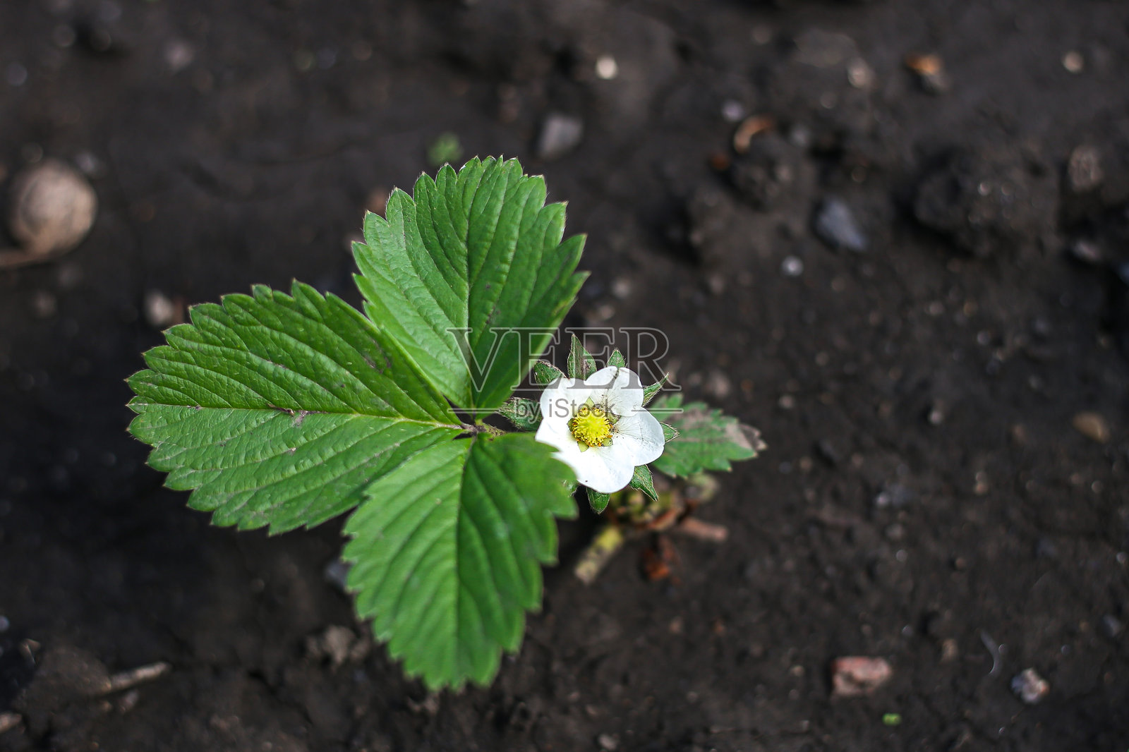 一株年轻的草莓幼苗结出果实照片摄影图片
