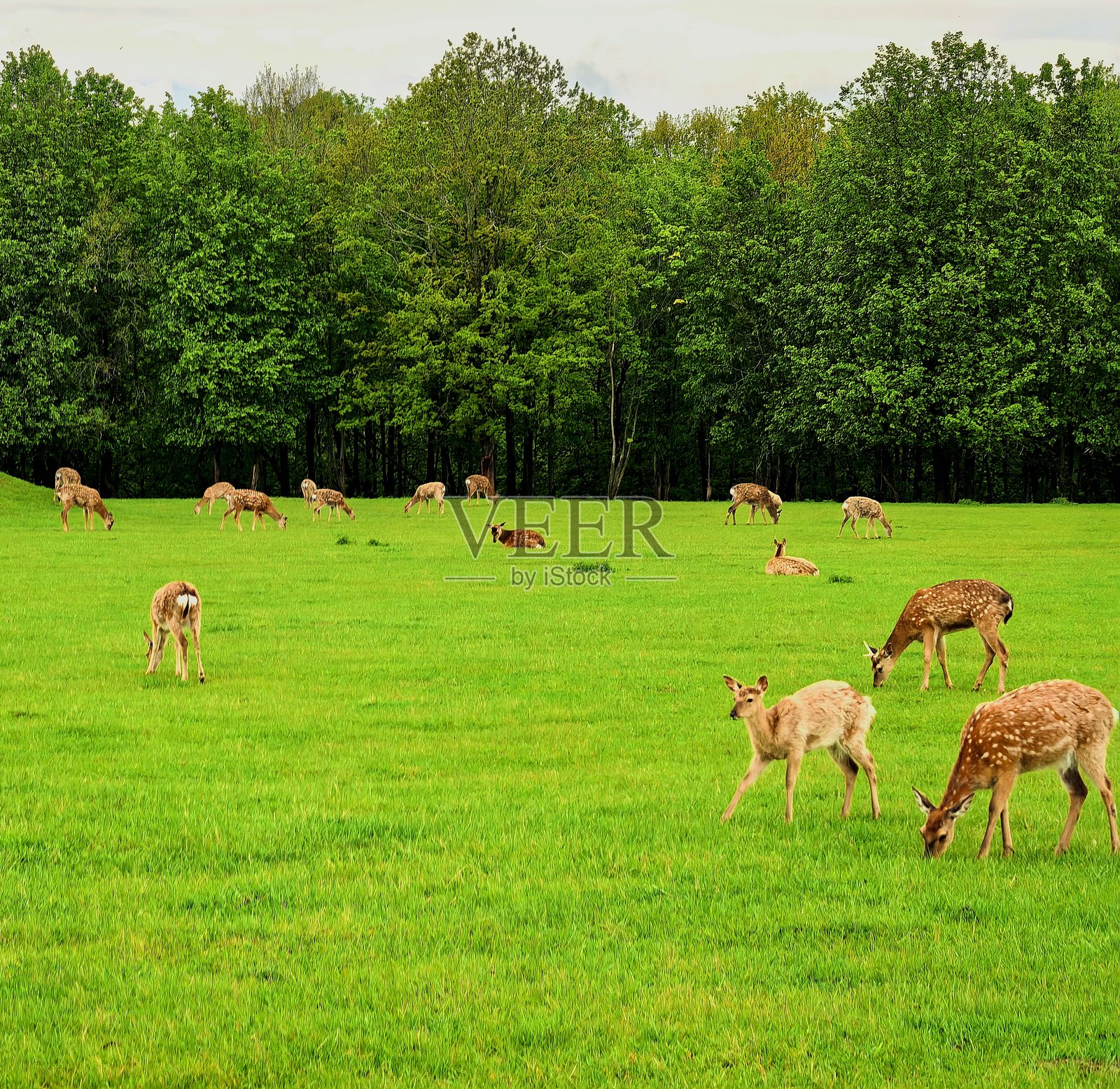 鹿,野生动物,自然,风景,群体,博客,视频,视觉,网站,美丽,美学,光影交错,天空,绿意,树木,动物照片摄影图片