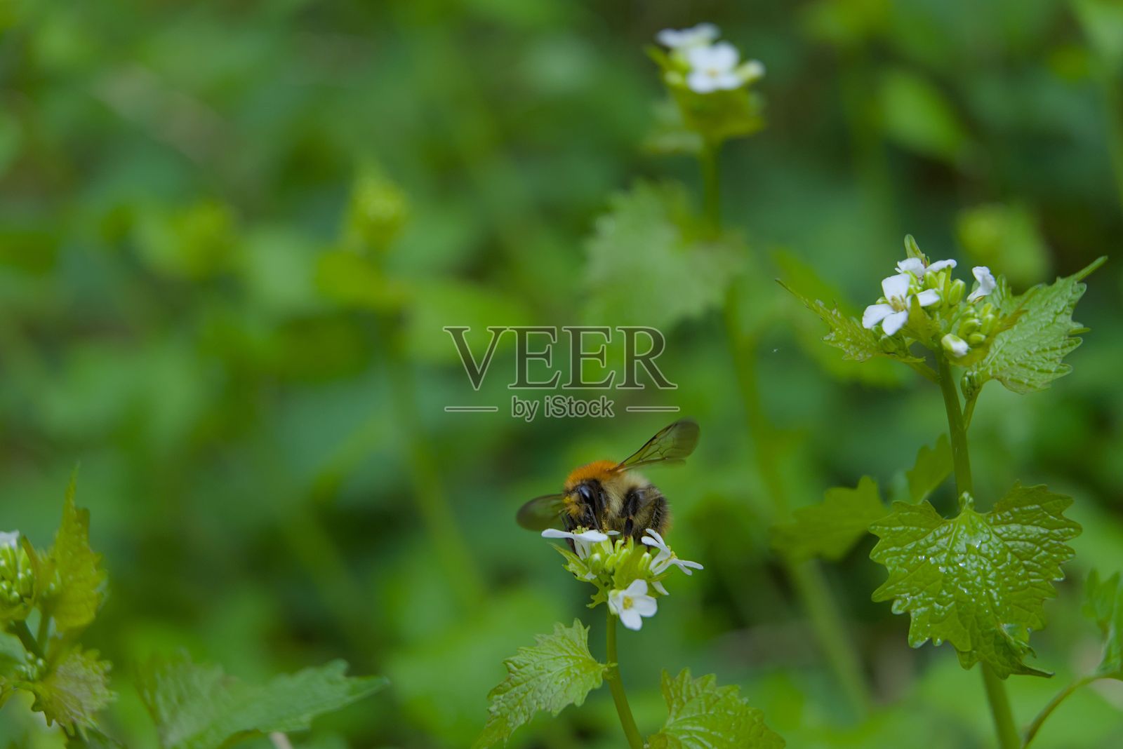 蜜蜂在白色花朵上采集花蜜照片摄影图片