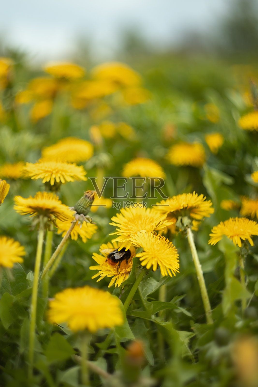昆虫。照片摄影图片