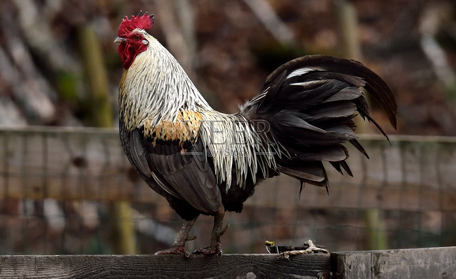 栅栏上的公鸡照片摄影图片
