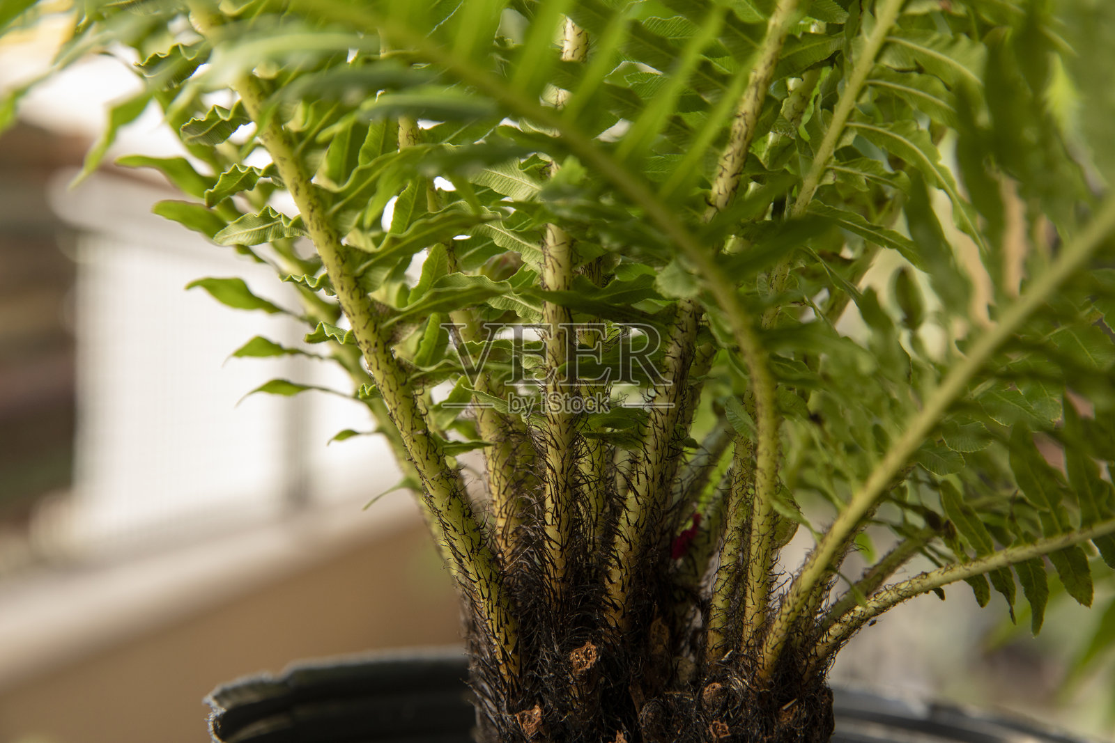 Blechnum gibbum 蕨类植物的绿色叶子和毛茸茸的茎的特写视图照片摄影图片