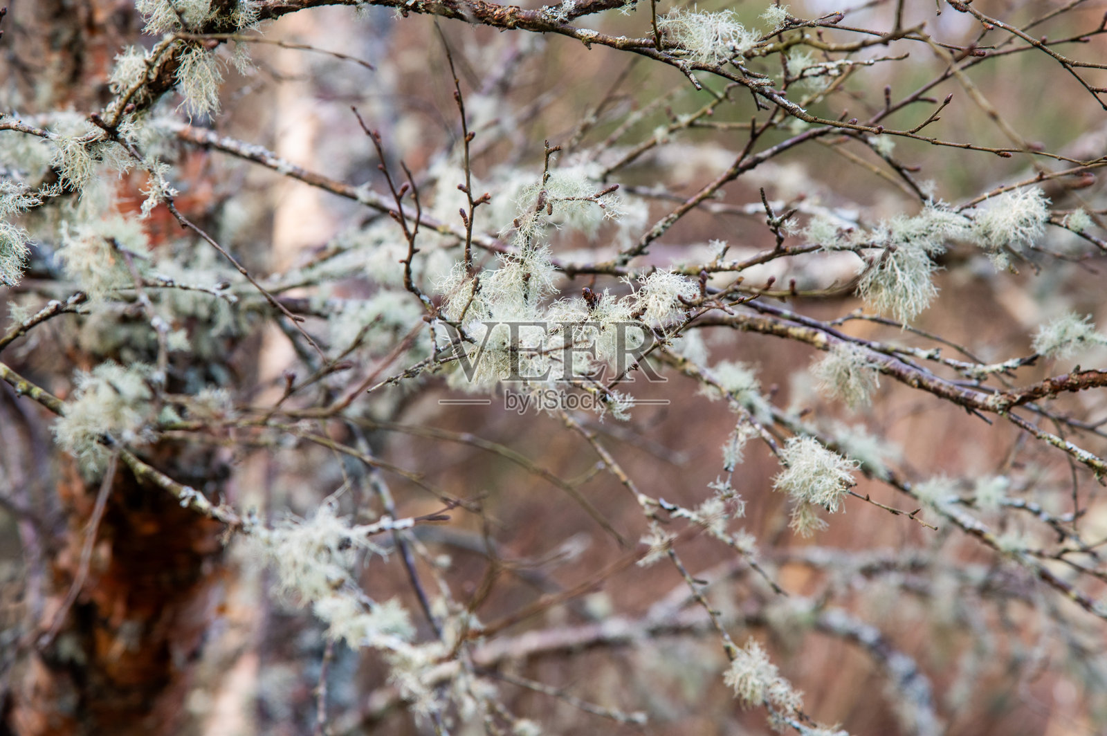 树枝上生长的地衣照片摄影图片