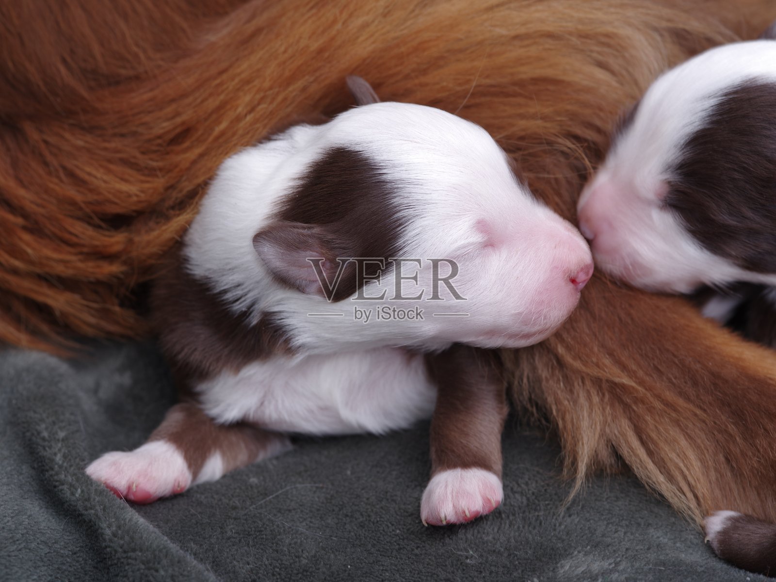 一只棕白相间的小狗正在母狗的背上睡觉照片摄影图片