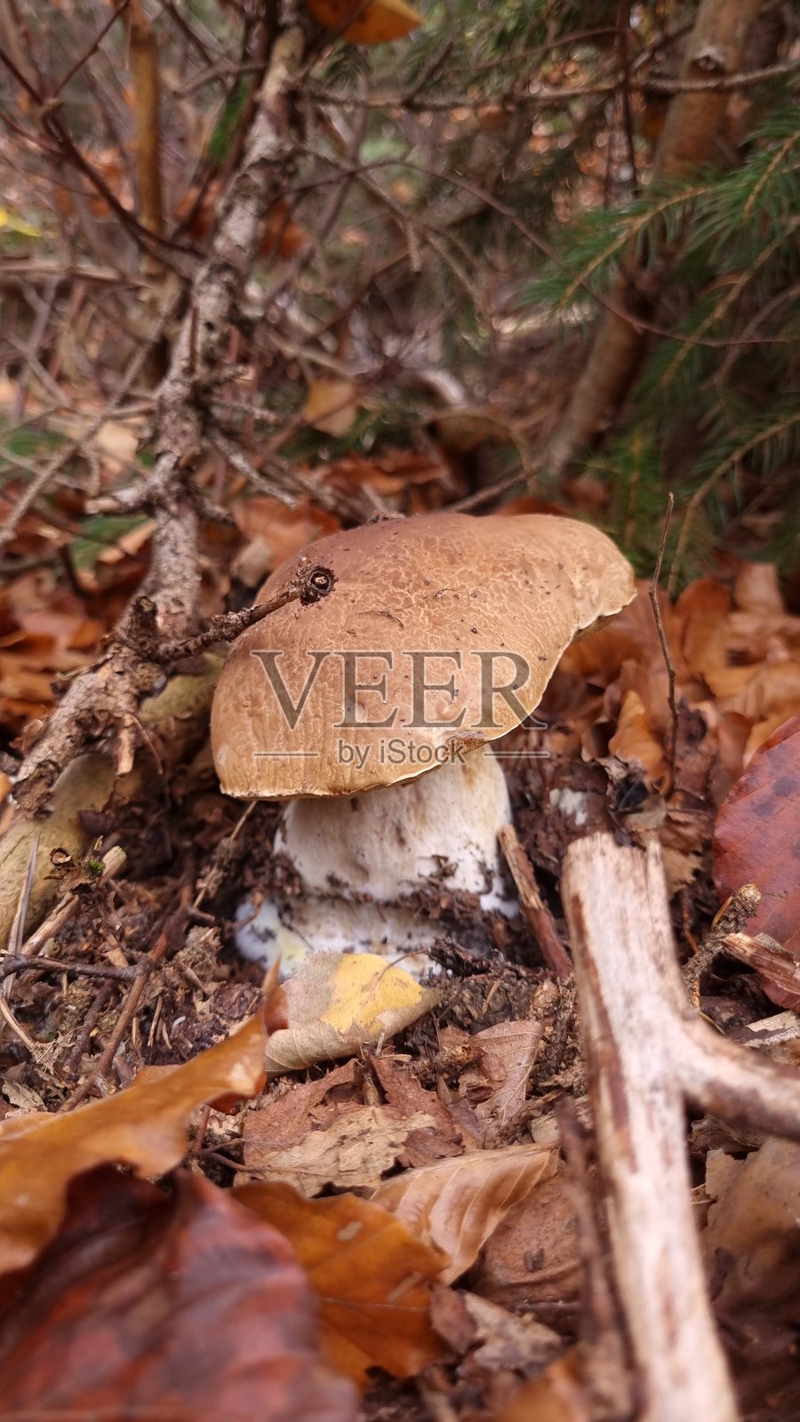 一朵棕色蘑菇,可能是牛肝菌属,生长在森林环境中的落叶和树枝之间。照片摄影图片