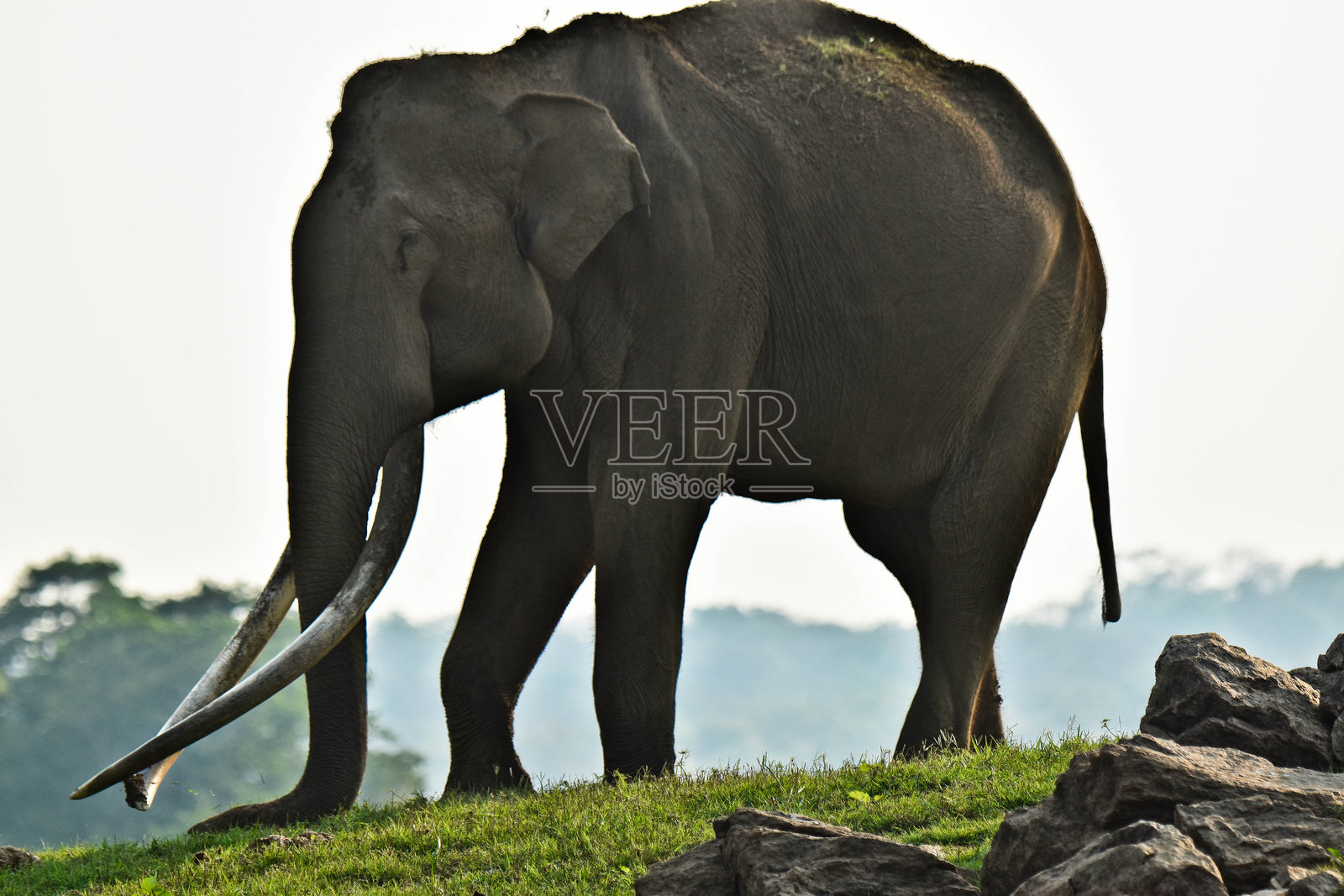 一头长牙的印度象照片摄影图片