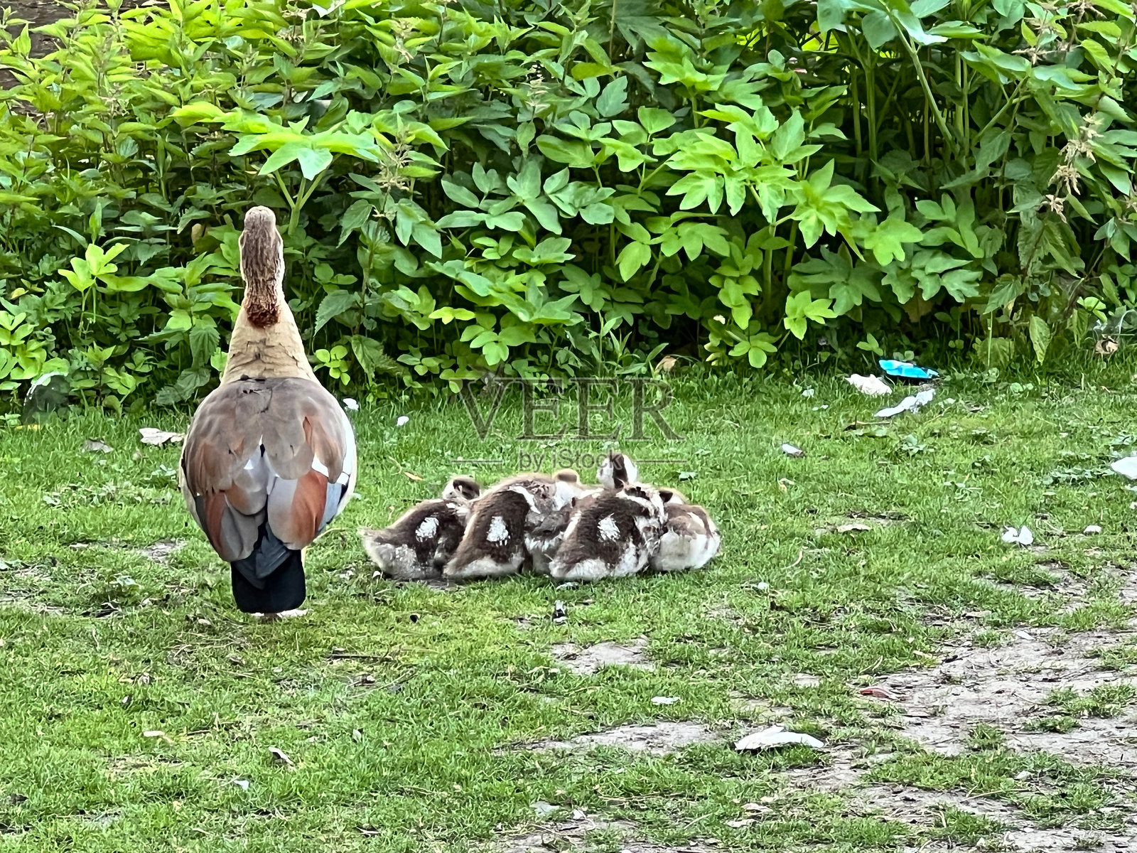 母爱照片摄影图片